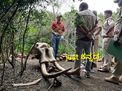 brt ಅರಣ್ಯ ಪ್ರದೇಶದಲ್ಲಿ ಎರಡು ಆನೆಗಳ ಅಸ್ಥಿಪಂಜರ ಪತ್ತೆ